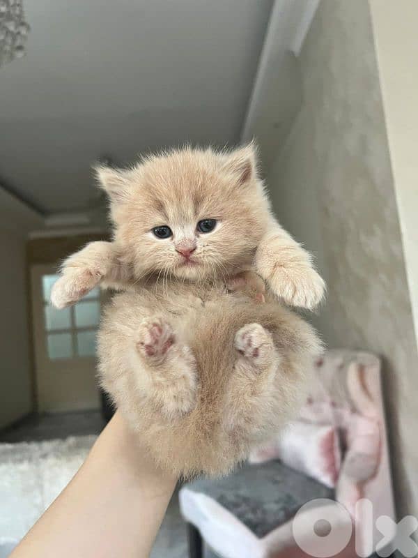 kittens for sale 9