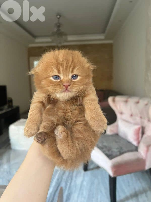 kittens for sale 10