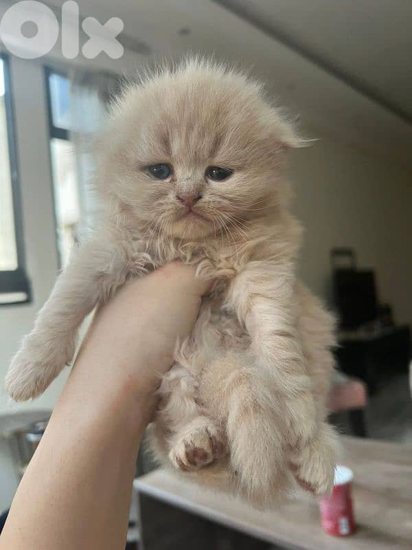 kittens for sale 11