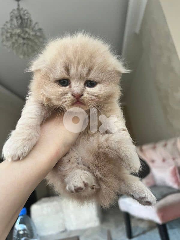 kittens for sale 12