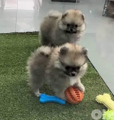 Pomeranian puppies available Imported - We Deliver