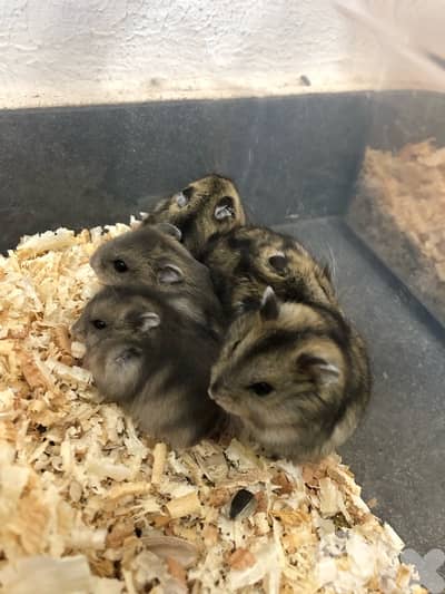 Russian Dwarf Hamsters for sale