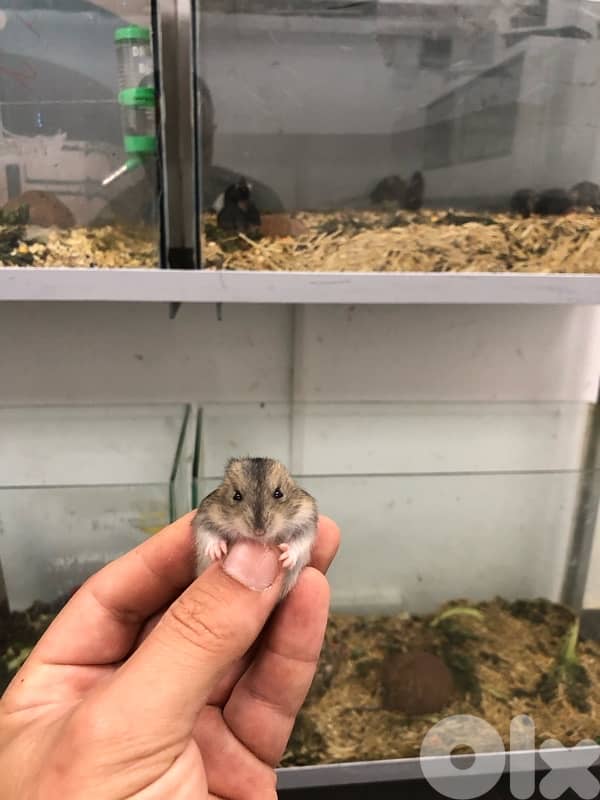 Russian Dwarf Hamsters for sale 1