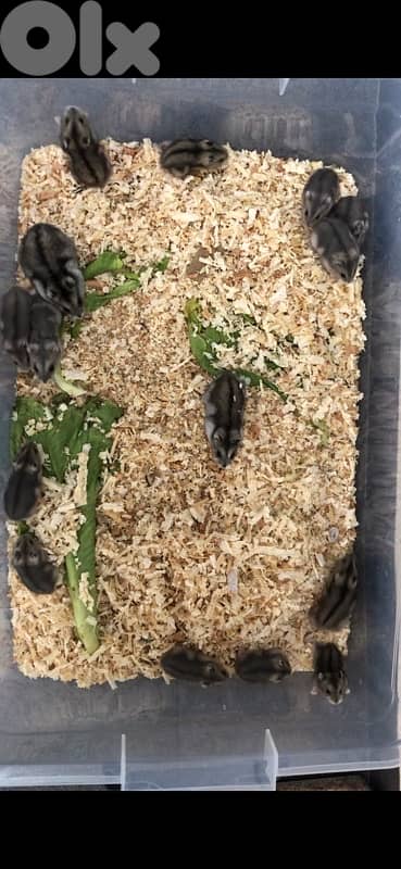Russian Dwarf Hamsters for sale 2