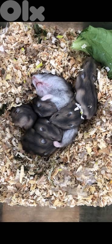 Russian Dwarf Hamsters for sale 3