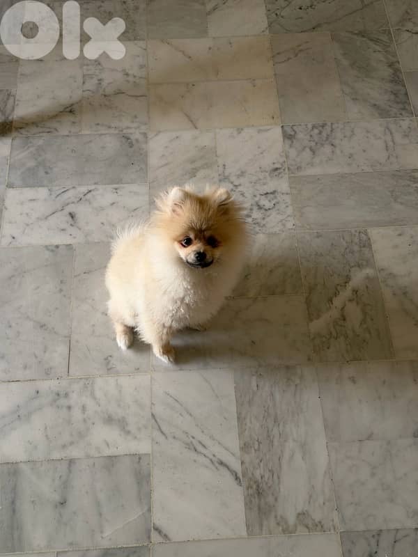 5 months old Pomeranian 1