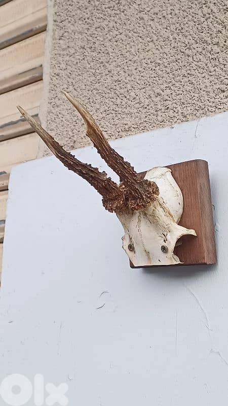 antique 1