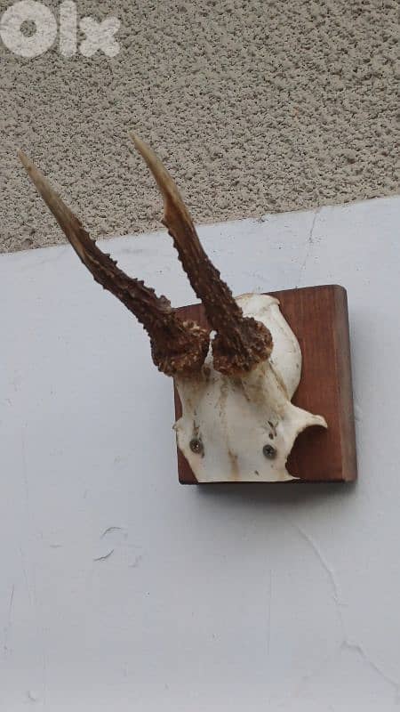 antique 4