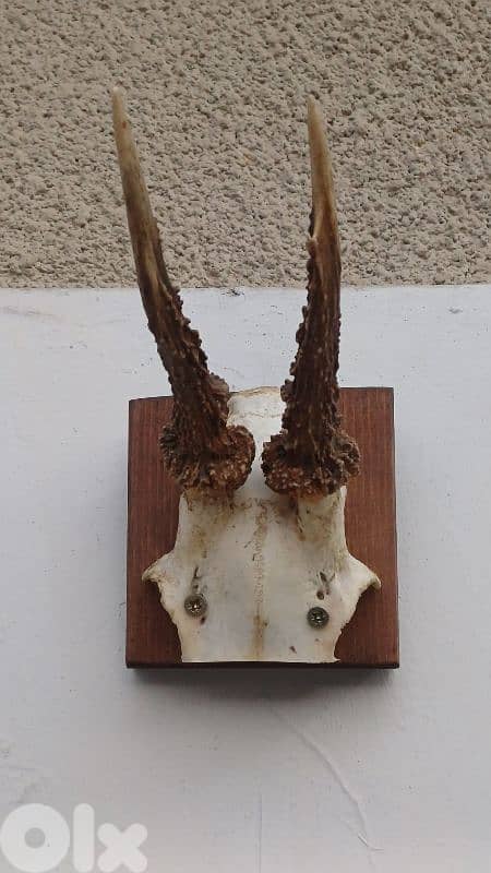 antique 5