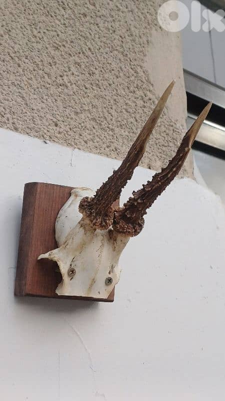 antique 6