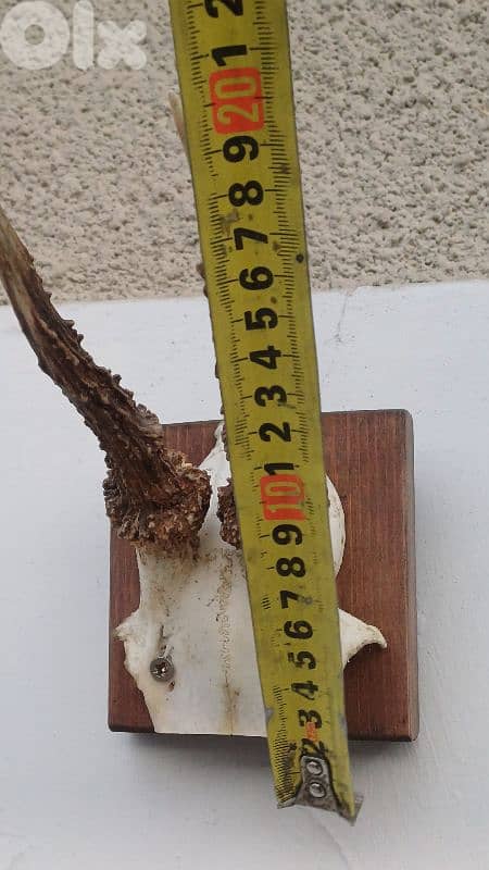 antique 7
