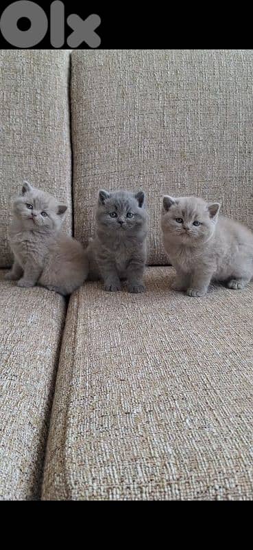 British shorthair & Scottish fold kittens for RESERVATION