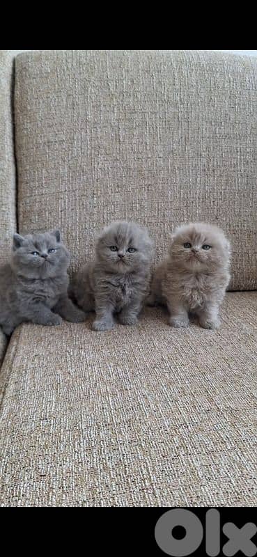 British shorthair & Scottish fold kittens for RESERVATION 1