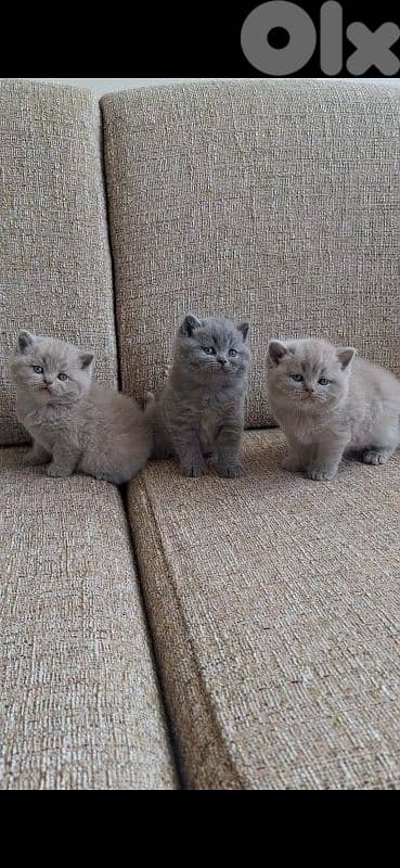British shorthair & Scottish fold kittens for RESERVATION 2