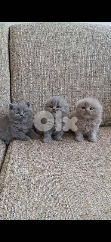 British shorthair & Scottish fold kittens for RESERVATION 13