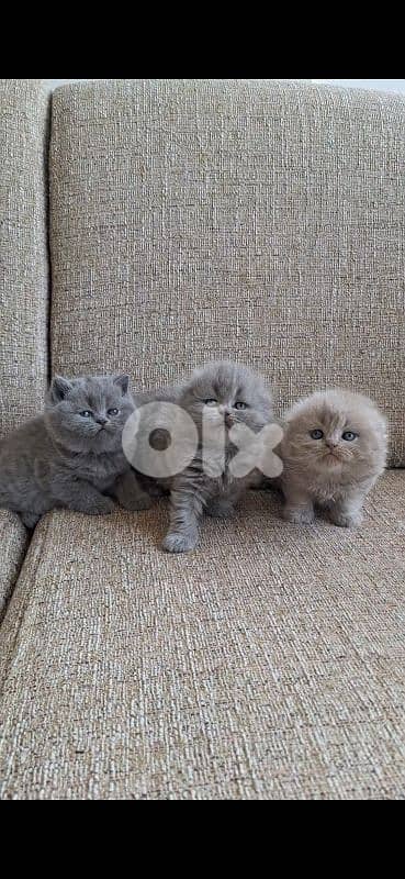 British shorthair & Scottish fold kittens for RESERVATION 14