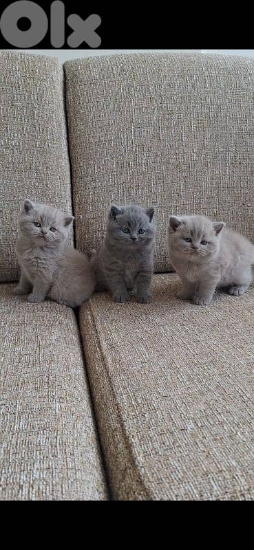 British shorthair & Scottish fold kittens for RESERVATION 15