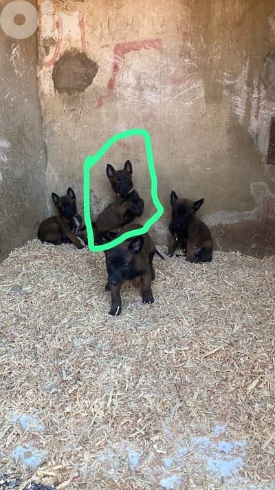 puppy for sell