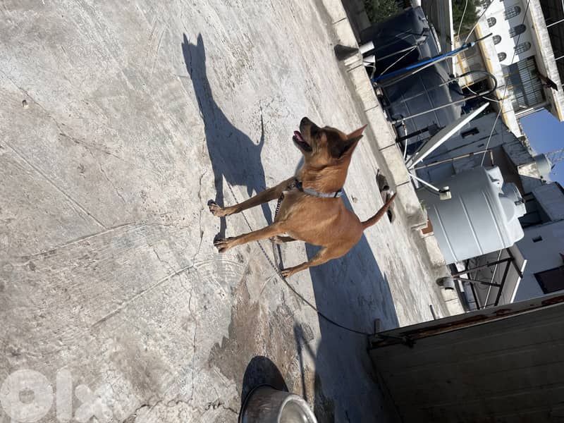 maale and female Chihuahua 3