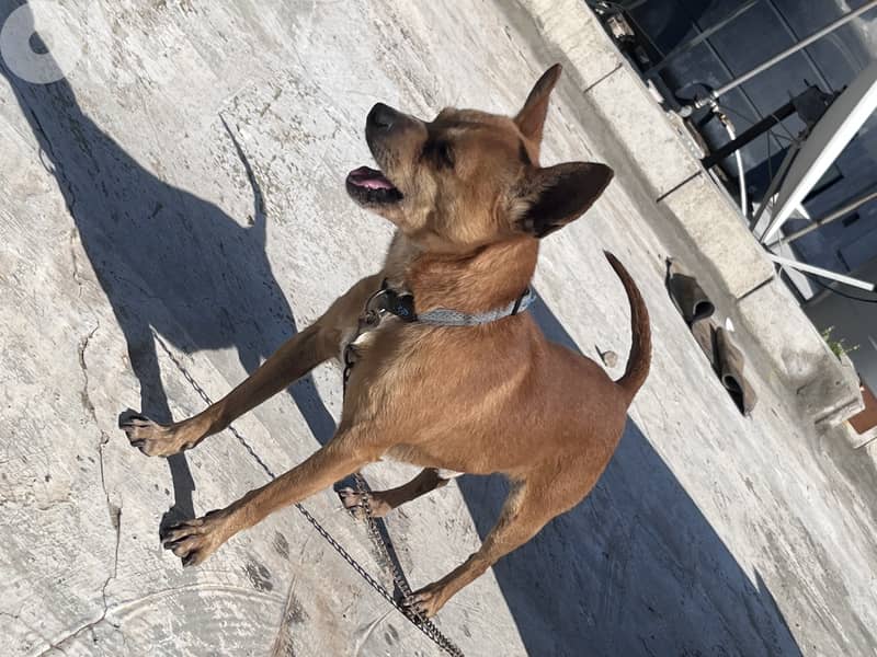 maale and female Chihuahua 4