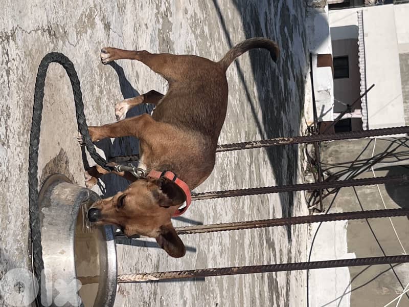maale and female Chihuahua 6