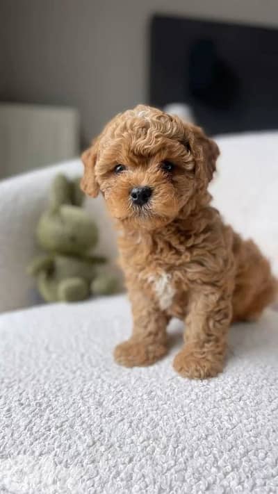 Toy Poodle puppies available Imported high quality delivery