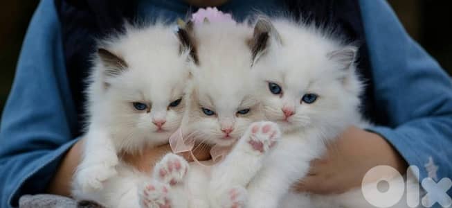 ragdoll