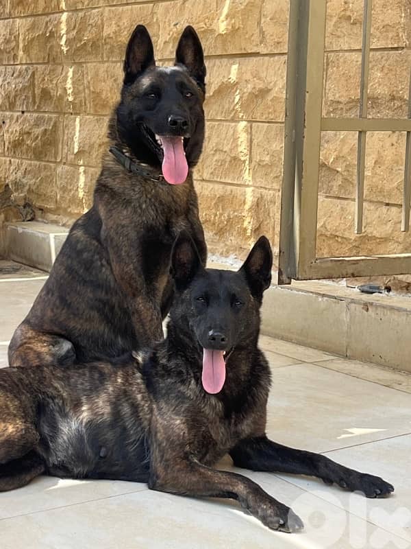 Pure and Rare Deutch Male Malinois 3