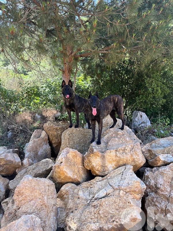 Pure German Bloodline Belgian Malinois Puppies 7