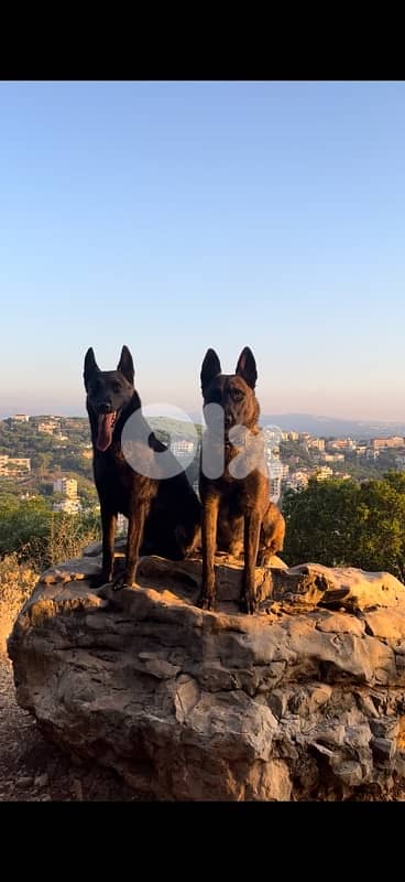 Pure German Bloodline Belgian Malinois Puppies 8