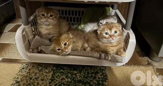 Scottish Fold Kittens