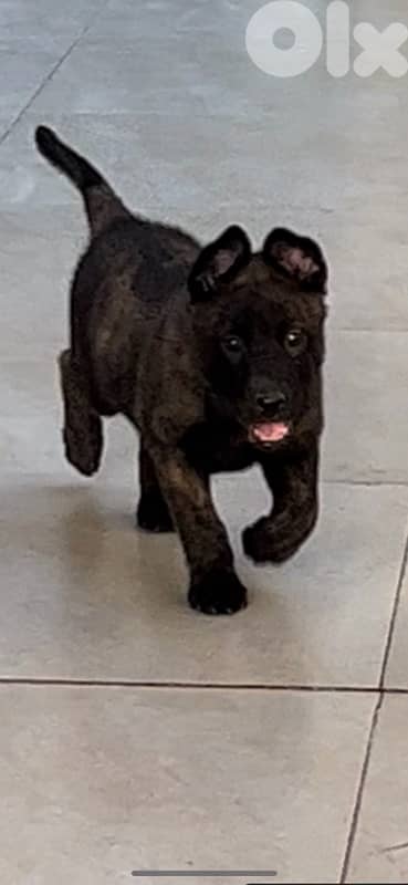 Pure German Bloodline Belgian Malinois Puppies 13