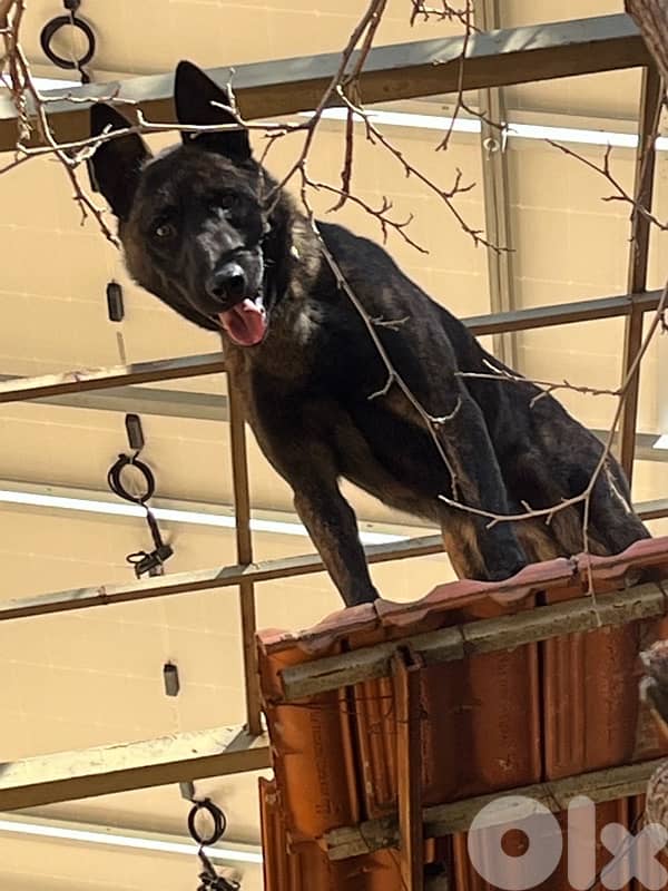 Pure German Bloodline Belgian Malinois Puppies 14