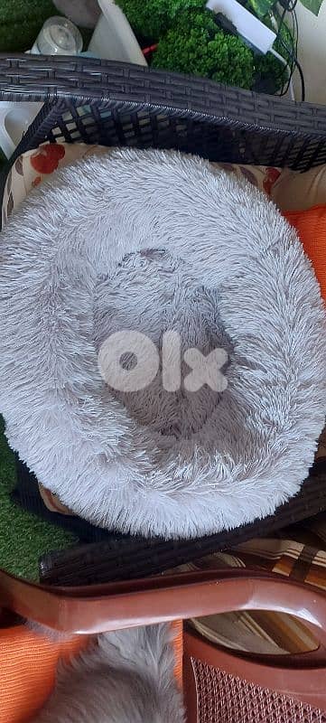 Hot offer. persion britch ,moderm/ longhair / Gib قط مخصي. /بداعي سفر 8