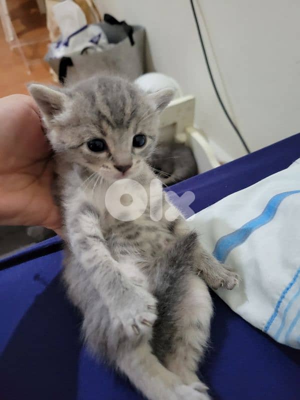 بيروت 2