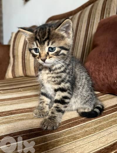 Domestic shorthair kitten