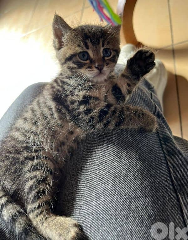 Domestic shorthair kitten 2
