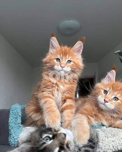 Majestic Maine Coon Kitten Available in Store & Delivery