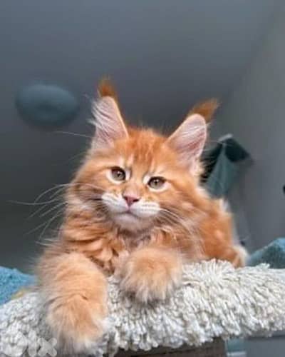 Majestic Maine Coon Kitten Available /Cat/قطط/Delivery/In Store