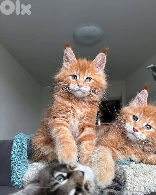 Majestic Maine Coon Kitten Available /Cat/قطط/Delivery/In Store 1