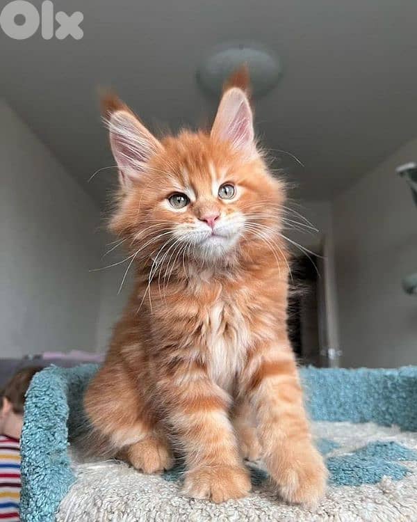 Majestic Maine Coon Kitten Available /Cat/قطط/Delivery/In Store 2