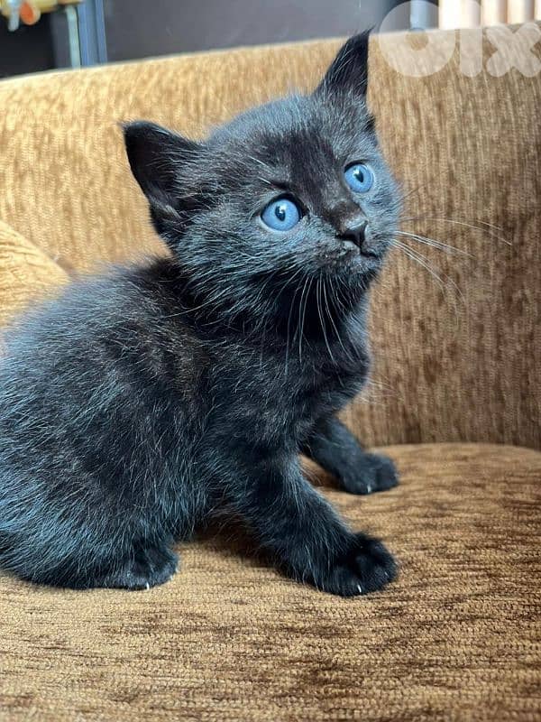 Domestic shorthair kitten 1