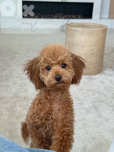 Toy poodle
