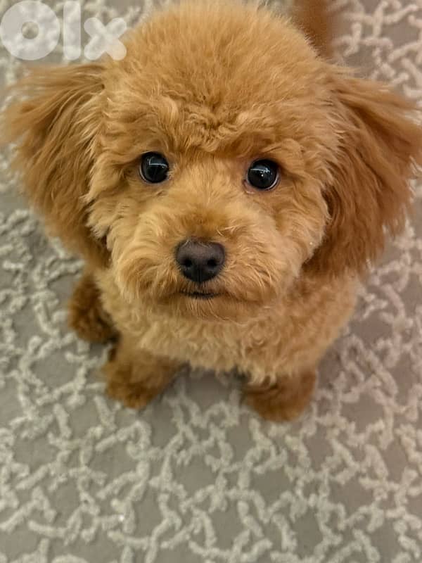 Toy poodle 2