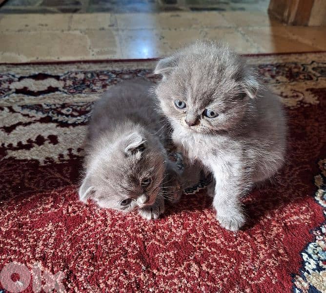 Scottish fold kittens 1