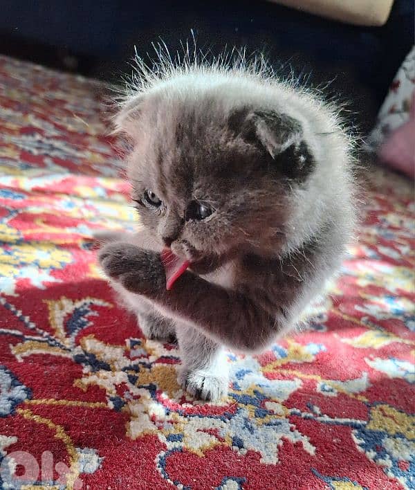 Scottish fold kittens 2