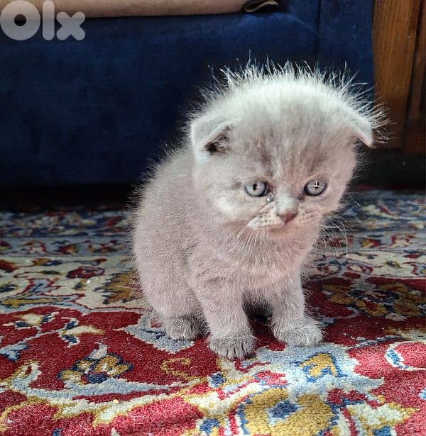 Scottish fold kittens 3