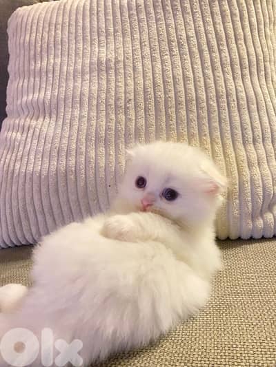 Scottish fold house kitten