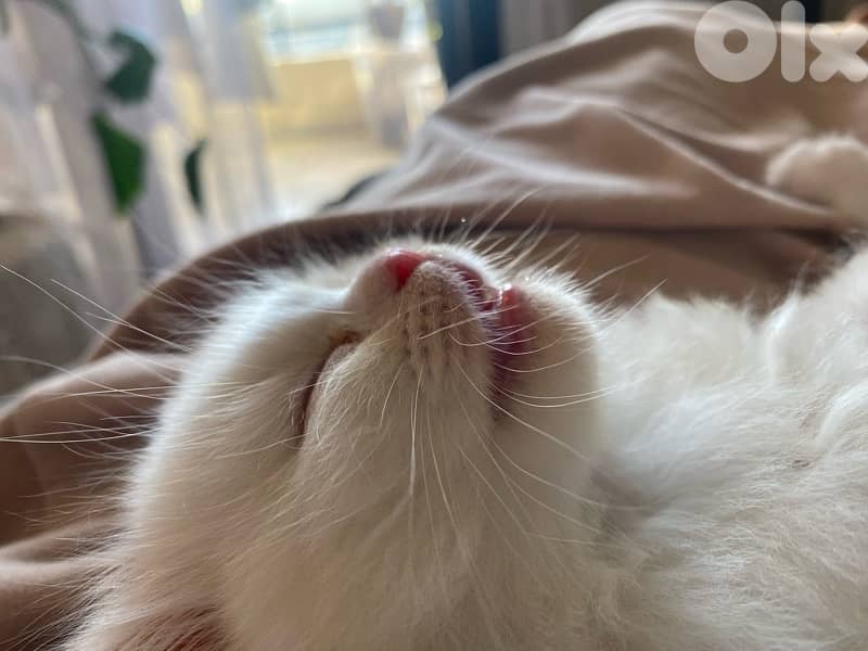 Scottish fold house kitten 1