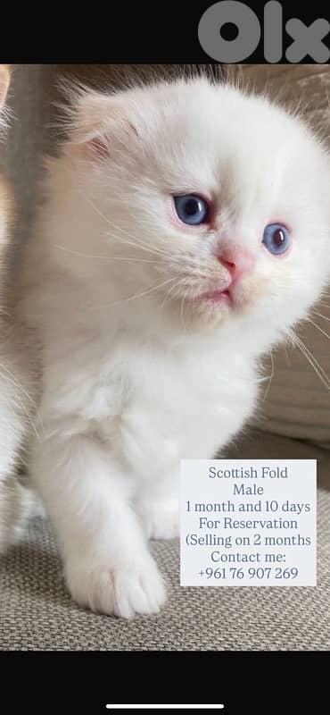 Scottish fold house kitten 3